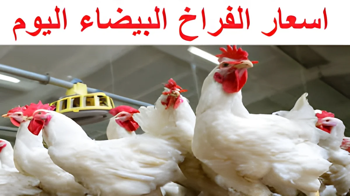 إلحقي اشتري قبل ما تغلا.. سعر الفراخ البيضاء في مصر اليوم الأثنين 27 يناير 2025 في بورصة الدواجن وأسعار البانية