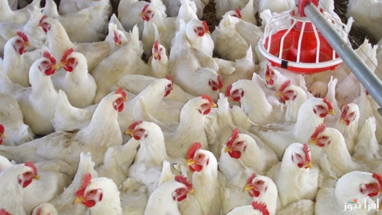 هتشتريها بكام؟ سعر الفراخ البيضاء وكرتونة البيض بالأسواق اليوم الخميس 23 يناير 2025