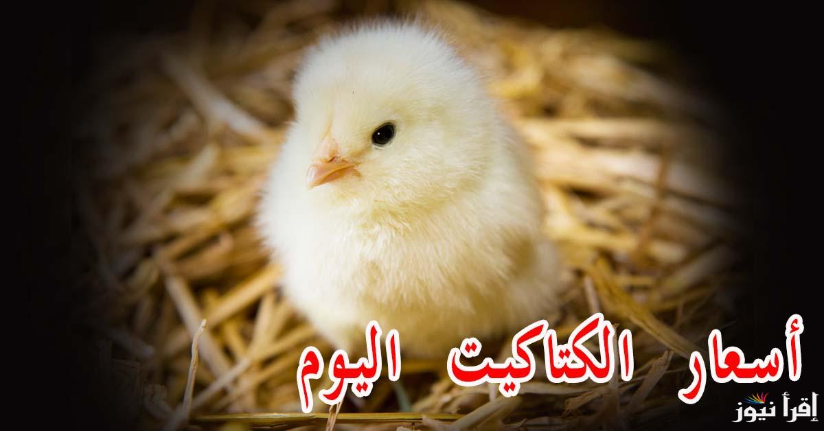 “ارتفعت من جديد” أسعار الكتاكيت اليوم الأحد 12 يناير 2025 داخل بورصة الدواجن المحلية في مصر