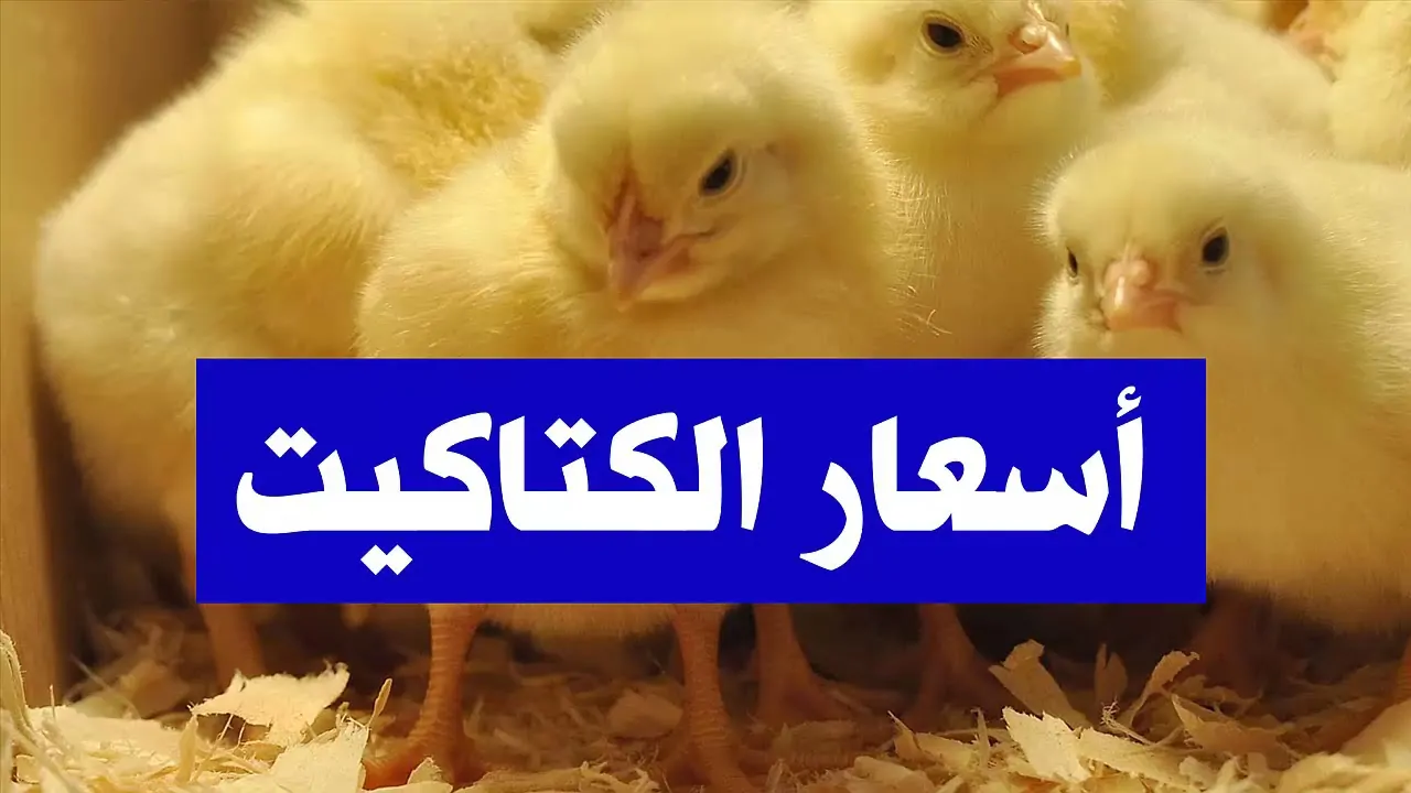الان اسعار الكتاكيت اليوم الاحد 12 يناير 2025 وفقاً للاخر تحديثات بورصة الدواجن فى كل الاسواق