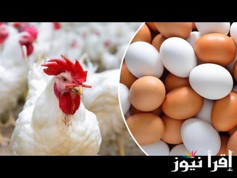 الكيلو بــ90 .. اسعار الفراخ البيضاء اليوم الثلاثاء 28 يناير 2025 في بورصة الدواجن الرئيسية