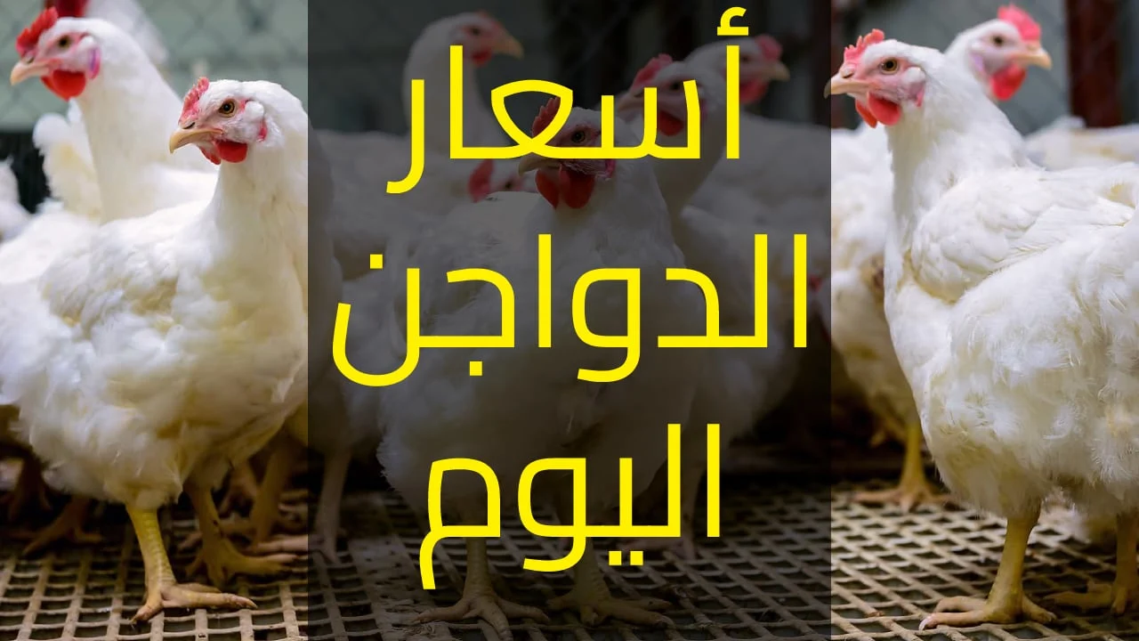 “يلا اشتري وخزني” اسعار الفراخ اليوم الاحد 26/1/2025 وسعر كرتونة البيض الابيض والاحمر في كل الاسواق وفقا لبورصة الدواجن