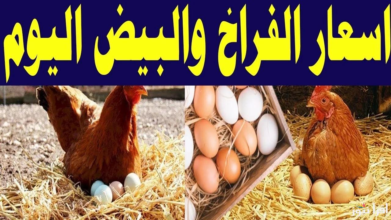 “كيلو الفراخ بكام؟؟”.. اسعار الفراخ اليوم الخميس 30/1/2025 واسعار الكتاكيت والبيض في الاسواق