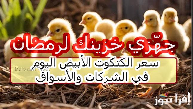 جهّزي خزينك لرمضان.. سعر الكتكوت الأبيض اليوم السبت 25 يناير 2025 أسعار الكتاكيت في الشركات والأسواق آخر تحديث