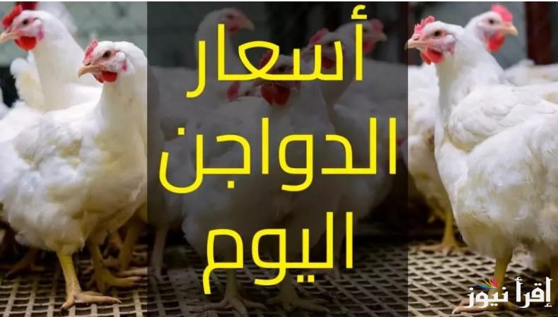 بورصة الدواجن اليوم أسعار الفراخ البيضاء الاثنين 27 يناير 2025 ومفاجأة بأسعار البانية والوراك داخل الأسواق