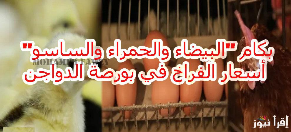 بكام “البيضاء والحمراء والساسو” أسعار الفراخ في بورصة الدواجن اليوم الاحد 19 يناير 2025 قبل موسم رجب