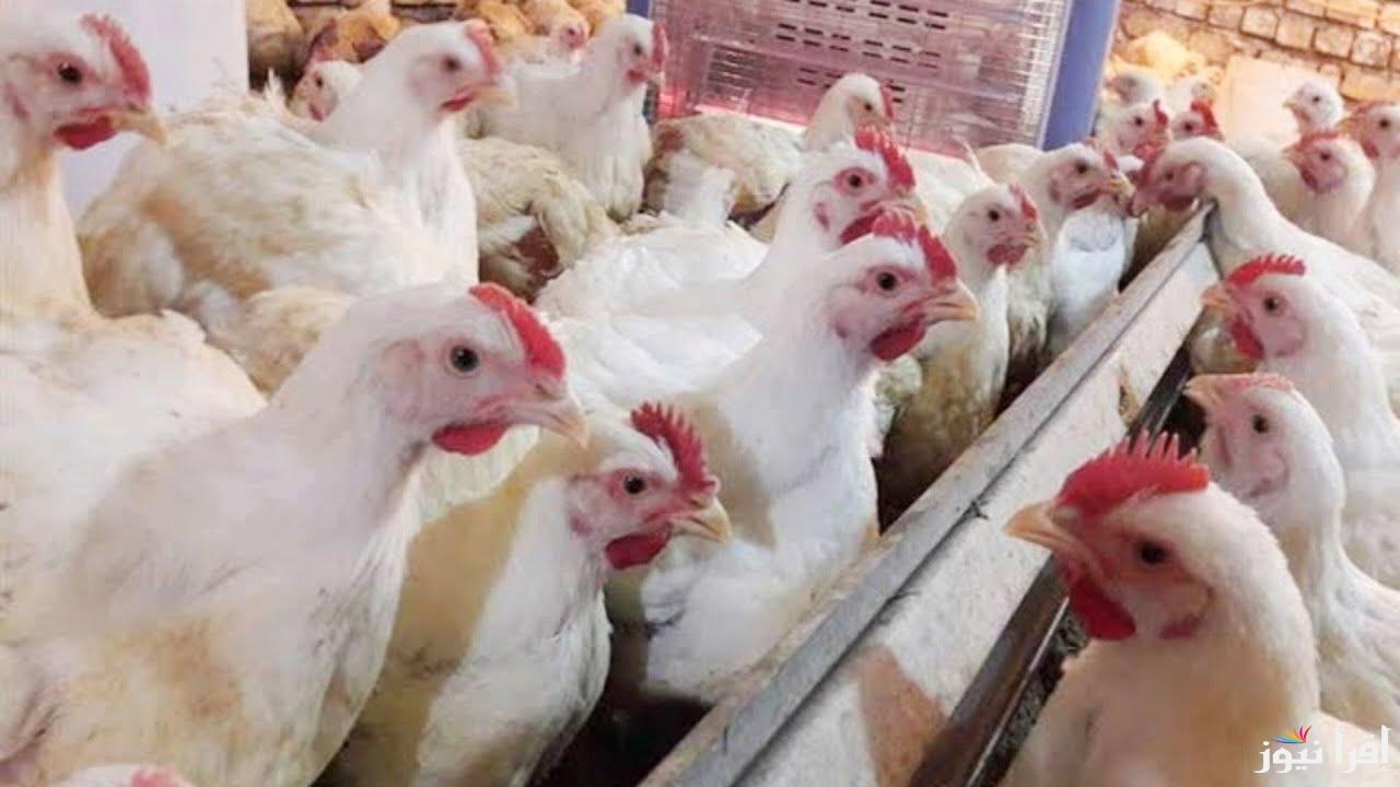 “الكيلو بكام” بورصة الدواجن اليوم أسعار الفراخ البيضاء الثلاثاء 28 يناير 2025 في الأسواق المحلية