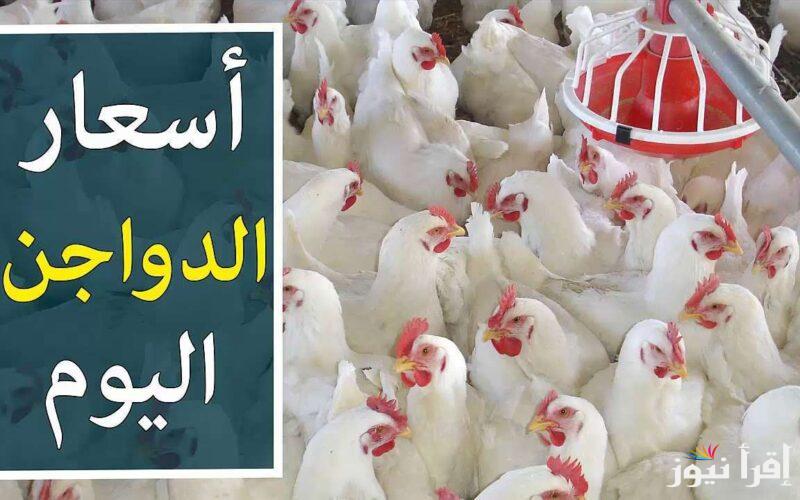 “الكيلو بكام”… بورصة الدواجن اليوم أسعار الفراخ البيضاء الأربعاء 8 يناير 2025 وأسعار الكتاكيت