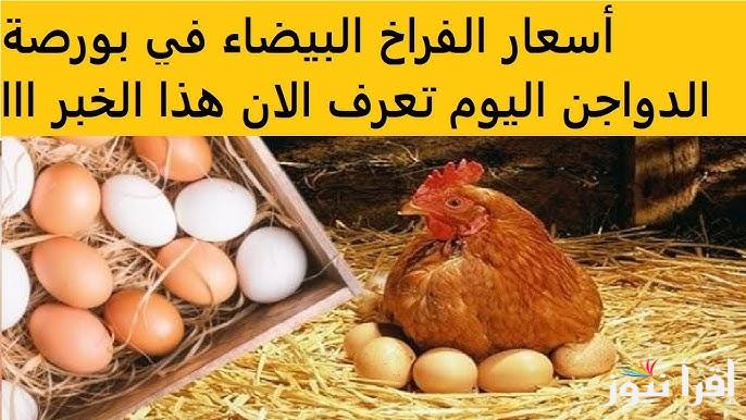 بورصة الدواجن اليوم اسعار الفراخ البيضاء الأربعاء 8 يناير 2025 وسعر كرتونة البيض الأحمر والأبيض