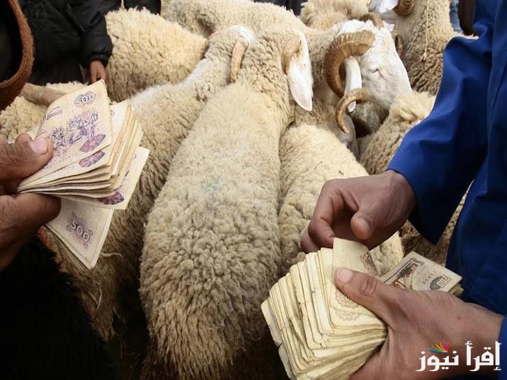 بيع المواشي الحية بالوزن في السعودية 1446 تشجيع وزارة البيئة للتجار والمستثمرين