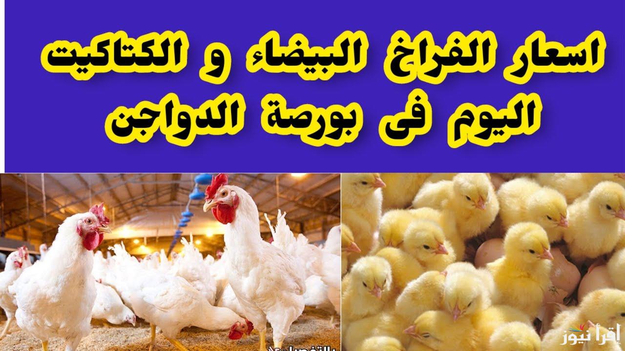 الكتكوته علي كام النهاردة ؟ .. سعر الكتكوت الأبيض اليوم الخميس 2 يناير 2025 في بورصة الدواجن الرئيسية