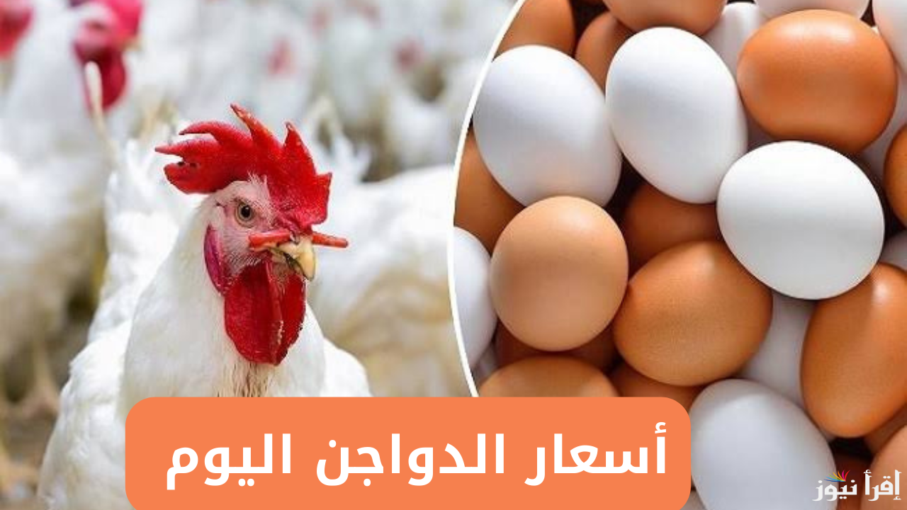 بورصة الدواجن الان … اسعار الفراخ البيضاء اليوم الثلاثاء 7 يناير 2025 في كل الاسواق