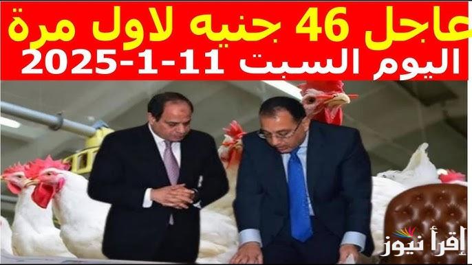 ارتفاع مفاجئ.. سعر الدواجن اليوم السبت 11 يناير 2025 في مصر واسعار الكتاكيت في بورصة الدواجن