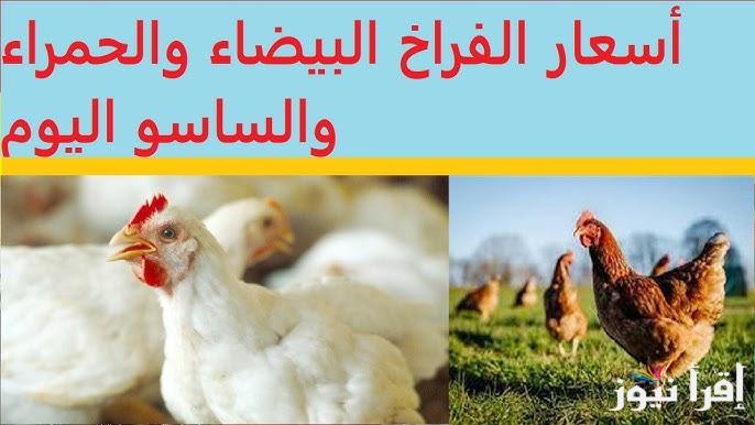 تراجع طفيف.. سعر الفراخ البيضاء والحمراء اليوم الاثنين 6 الاثنين 2025 في بورصة الدواجن