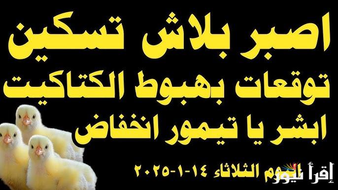 الان .. سعر الكتكوت الأبيض اليوم الثلاثاء 14 يناير 2025 في أخر تحديثات البورصة | أسعار الفراخ النهاردة