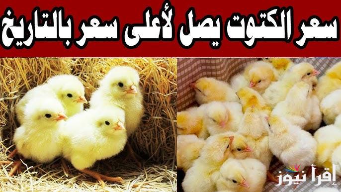 “الكتكوت عامل قلبان” سعر الكتكوت الابيض اليوم الأربعاء 22 يناير 2025 والفراخ البيضاء داخل الأسواق الأستهلاكية