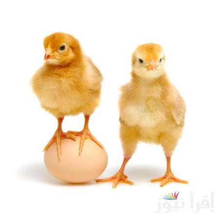 الساسو بكام.. سعر الكتكوت الابيض اليوم الاحد 19 يناير 2025 وأسعار البيض للتاجر والمستهلك
