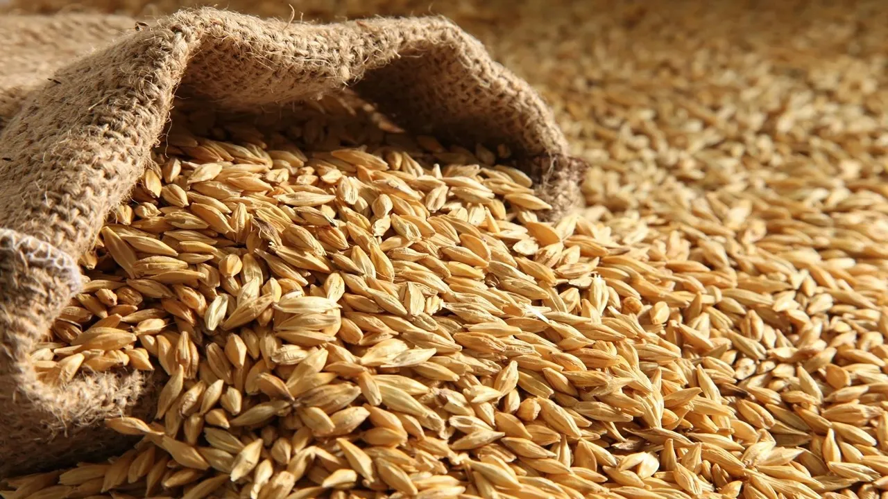“الحبة العريضة بكام؟” سعر طن الأرز الشعير اليوم الاربعاء 22 يناير 2025 وفقا لأخر تعاملات في الأسواق المصرية