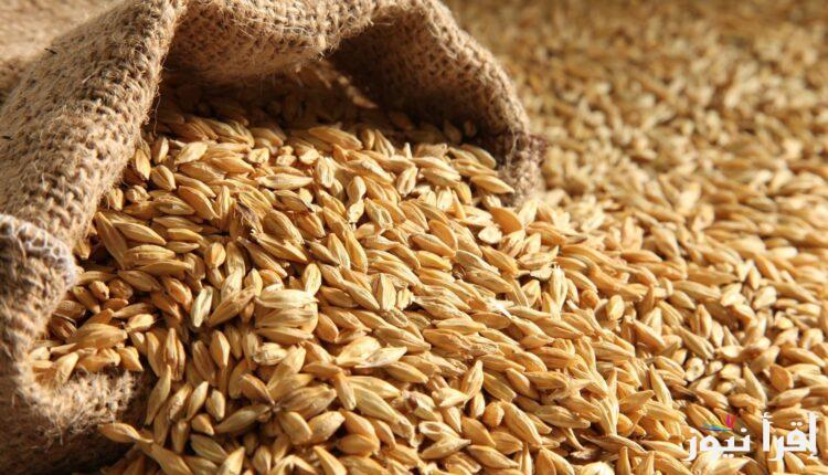 كيلو أرز الضحى بكام النهاردة ؟.. سعر طن الأرز الشعير اليوم الخميس 16 يناير 2025 في الاسواق المحلية للسلع الغذائية