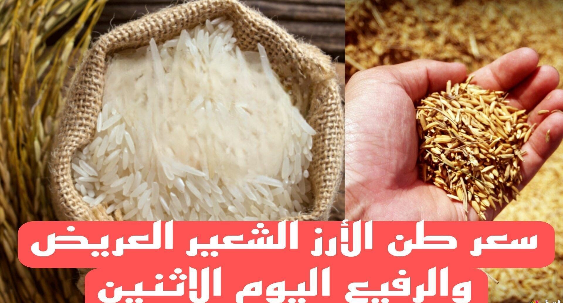 التسعيرة الأخيرة قبل رمضان .. سعر طن الأرز الشعير اليوم الإثنين 20 يناير 2025 عريض ورفيع الحبة في الأسواق