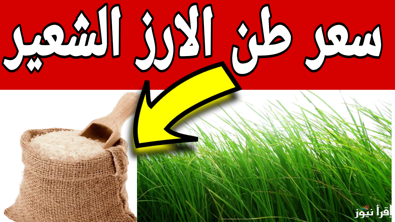 سعر طن الأرز الشعير اليوم يصل لهذه القيمة وفقاً لإعلان نقيب الفلاحين حسين أبو صدام