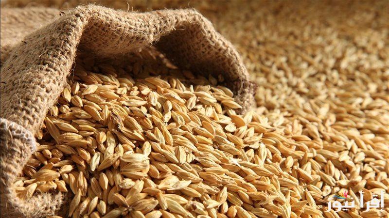 قبل رمضان .. سعر طن الأرز الشعير اليوم الاثنين 27 يناير 2025 في الاسواق المصرية