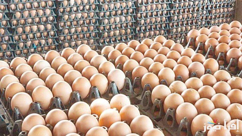 “الأبيض بكام اليوم” سعر كرتونة البيض اليوم للمستهلك الأحد 26 يناير 2025 والدواجن داخل جميع الأسواق