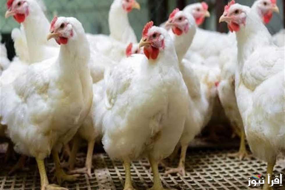 بورصة الدواجن قبل رمضان … سعر الفراخ البيضاء فى مصر اليوم 25 فبراير 2025 كل المحافظات