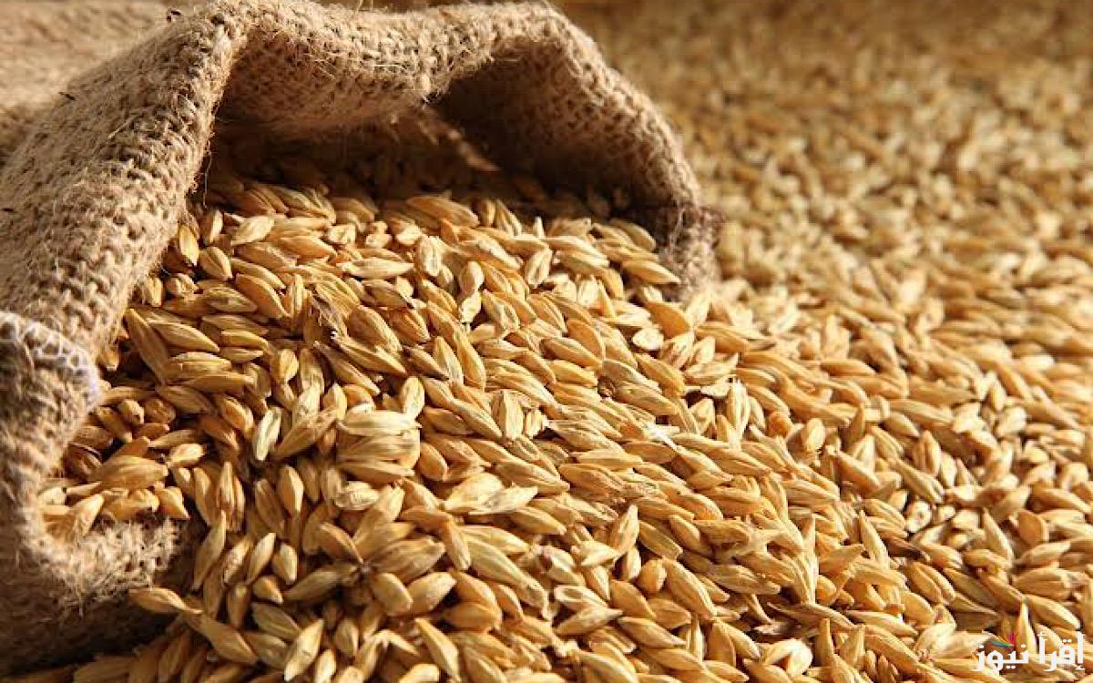 الطن وصل كام؟.. سعر طن الارز الشعير اليوم الأربعاء 19 فبراير 2025