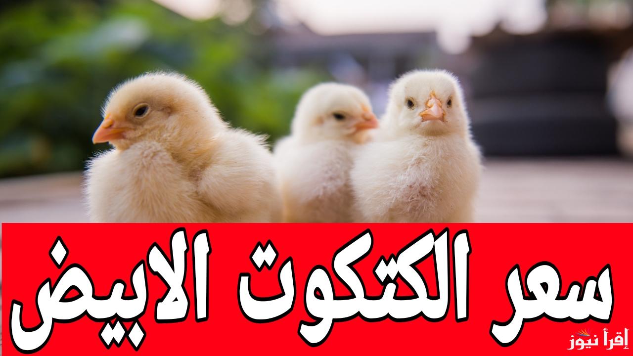 وصل كام النهاردة.. سعر الكتكوت الابيض اليوم الاثنين 3 فبراير 2025 في جميع المزارع والمعامل