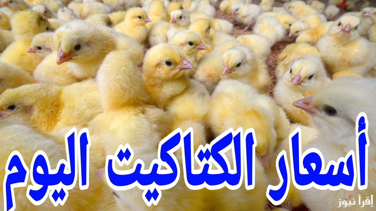 سعر الكتكوت ضرب في السقف.. أسعار الكتاكيت اليوم السبت 8 فبراير 2025 في مصر