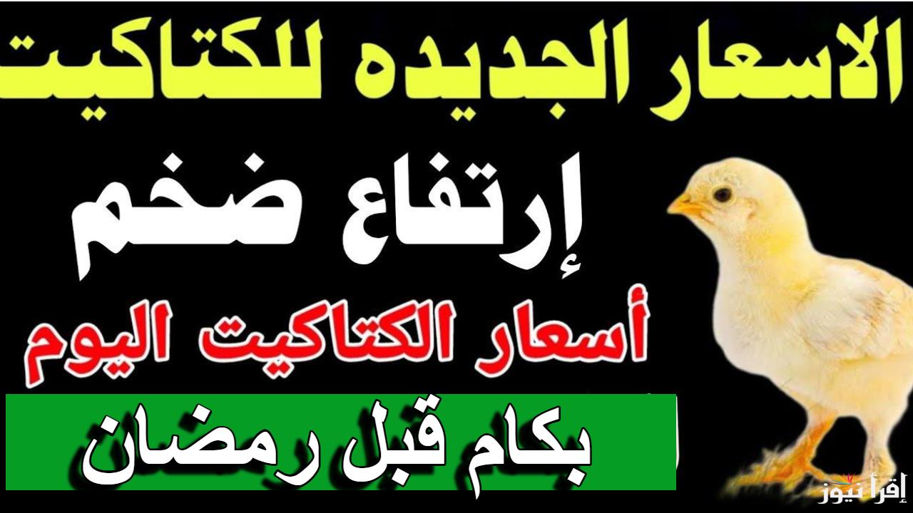 المربين في صدمة.. إرتفاع سعر الكتكوت الابيض اليوم الجمعة 21 فبراير 2025 في المزارع والمعامل