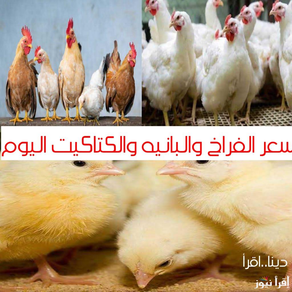 الحقي خزني قبل رمضان..اسعار الفراخ والبانيه اليوم في مصر.. سعر الكتاكيت اليوم الجمعة 21/2/2025 في الاسواق المصرية