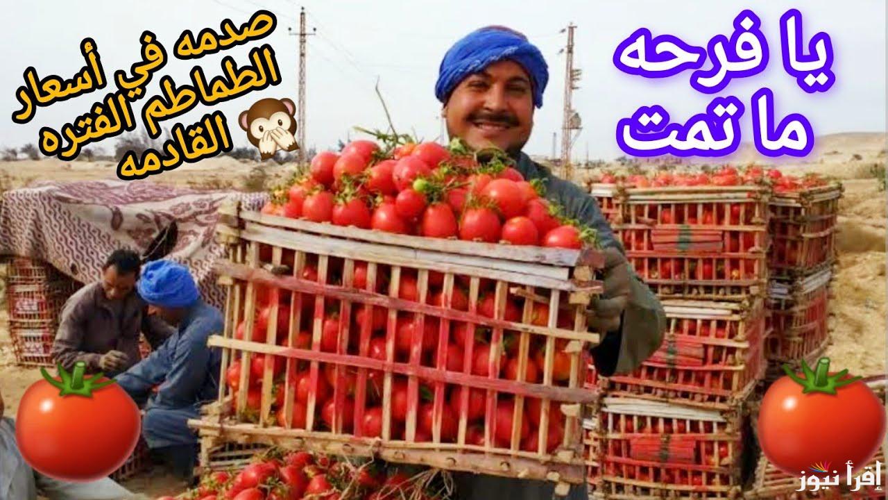 بشاير رمضان وصلت.. ارتفاع أسعار الطماطم اليوم في مصر 2025 قبل رمضان