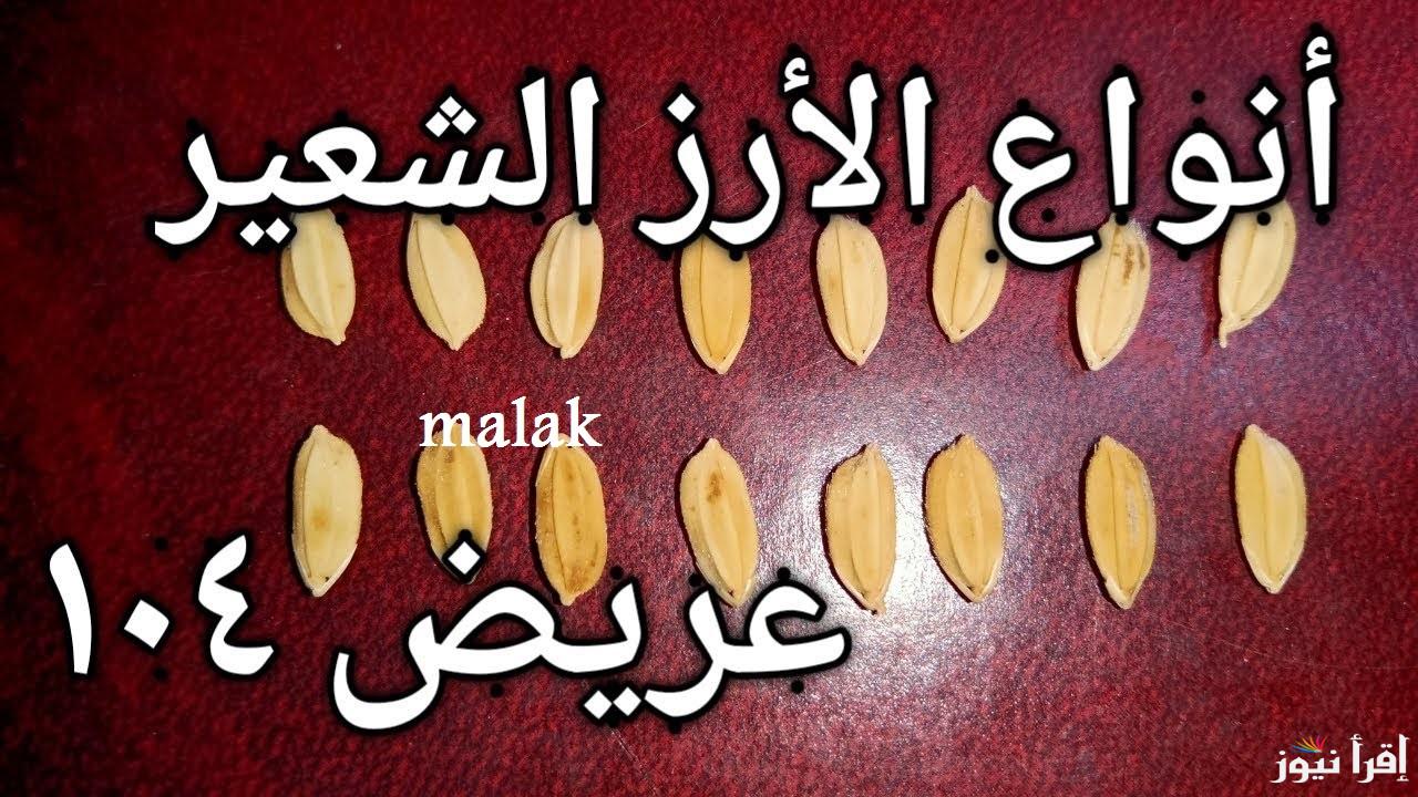 “الأردب عامل كام النهارده” سعر الأرز الشعير اليوم الأربعاء 19-2-2025 في الأسواق وأسعار السلع الأساسية