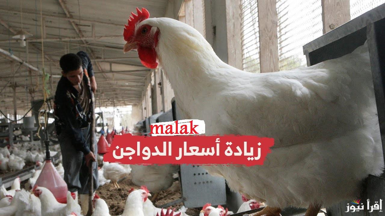 أسعار الدواجن اليوم الخميس 20 فبراير 2025 في الأسواق