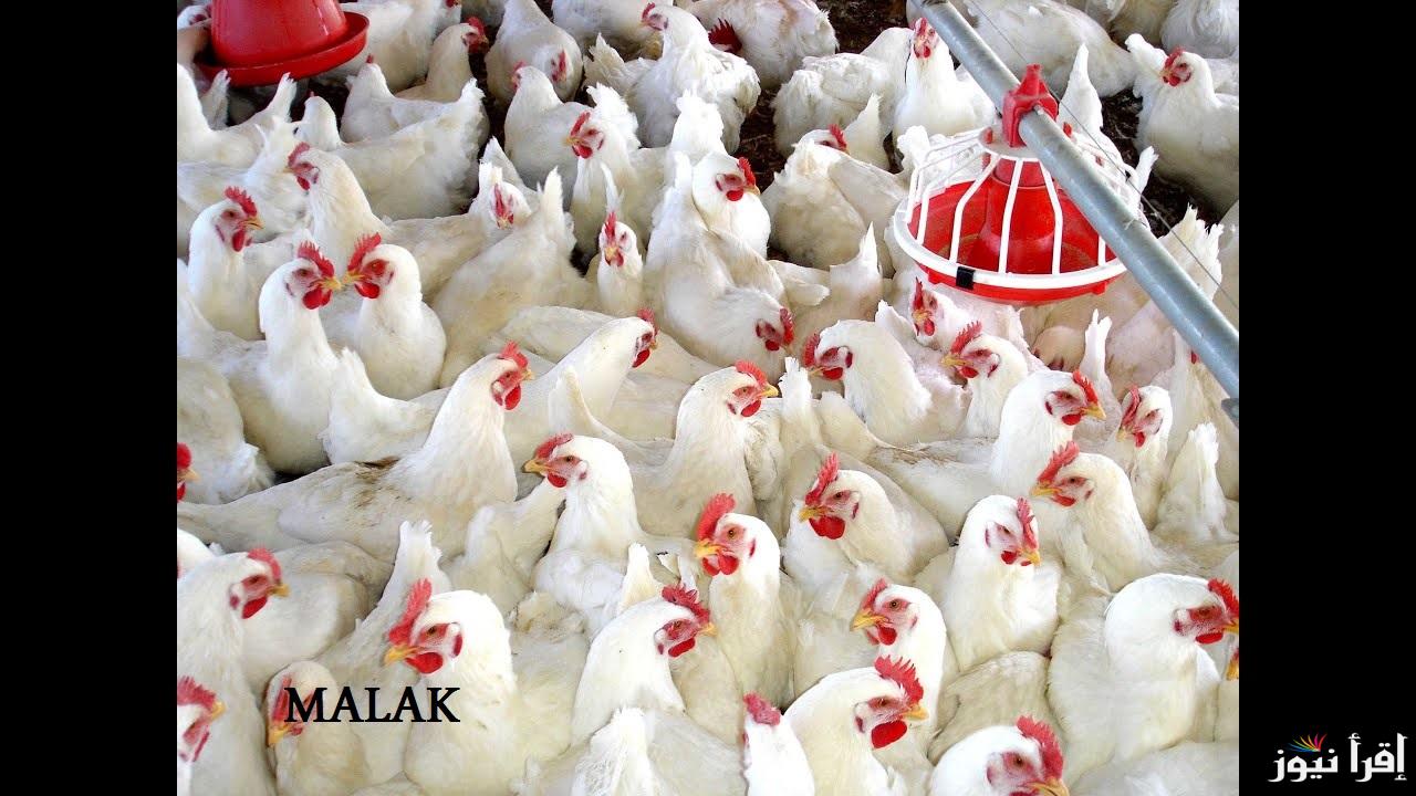 “بورصة الدواجن” اسعار الفراخ البيضاء اليوم السبت 8 فبراير 2025 في الاسواق وللمستهلك