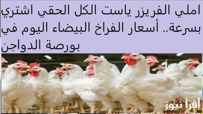 الفراخ قلبت السوق.. بورصة الدواجن اليوم أسعار الفراخ البيضاء الأثنين 17-2-2025 وأسعار الكتاكيت داخل الأسواق المصرية