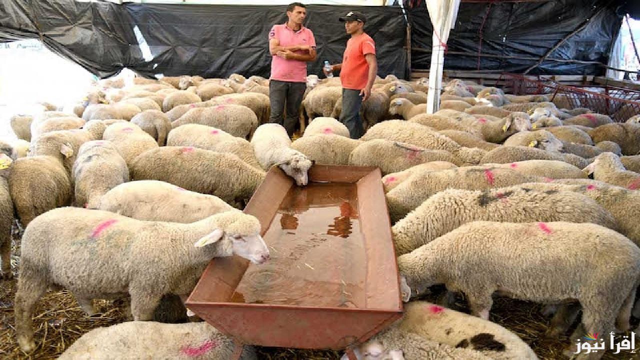 حكومة المغرب تقرر إلغاء أضحية عيد الأضحى 2025 لهذا السبب وبيان يثير الجدل عبر مواقع التواصل