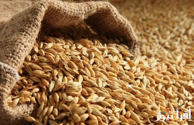 الان داخل الأسواق .. سعر طن الأرز الشعير اليوم الثلاثاء 4 فبراير 2025 ومفاجأة للمستهلك في الطريق