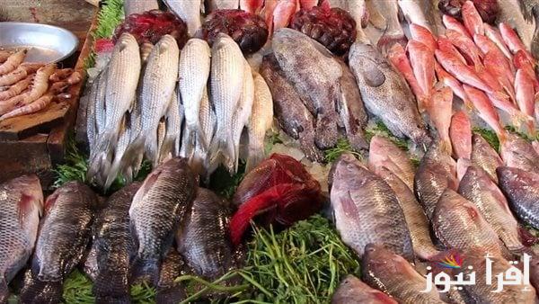 الكابوريا ترتفع بشكل مفاجئة .. اسعار السمك اليوم الاحد 2 فبراير 2025 في الأسواق المصرية