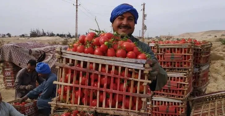 اسعار الطماطم في سوق العبور اليوم الخميس 27 فبراير 2025 وفقاً للتعاملات الأخيرة للمستهلكين