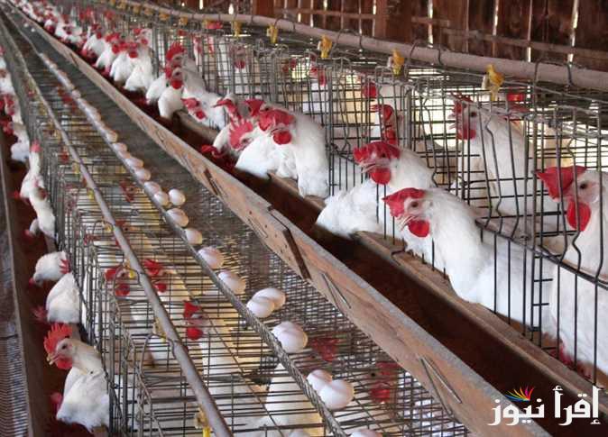 “بكام كيلو الساسو؟”..بورصة الدواجن أسعار الفراخ البيضاء اليوم الأربعاء 12 فبراير 2025 وأسعار الكتاكيت