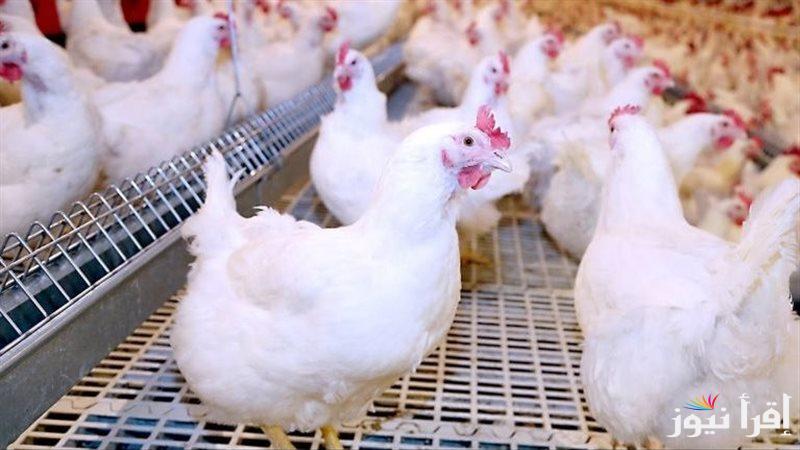 “زلزل قوي” بورصة الدواجن اليوم أسعار الفراخ البيضاء السبت 8 فبراير 2025 || وسعر كرتونة البيض للمستهلك والتاجر