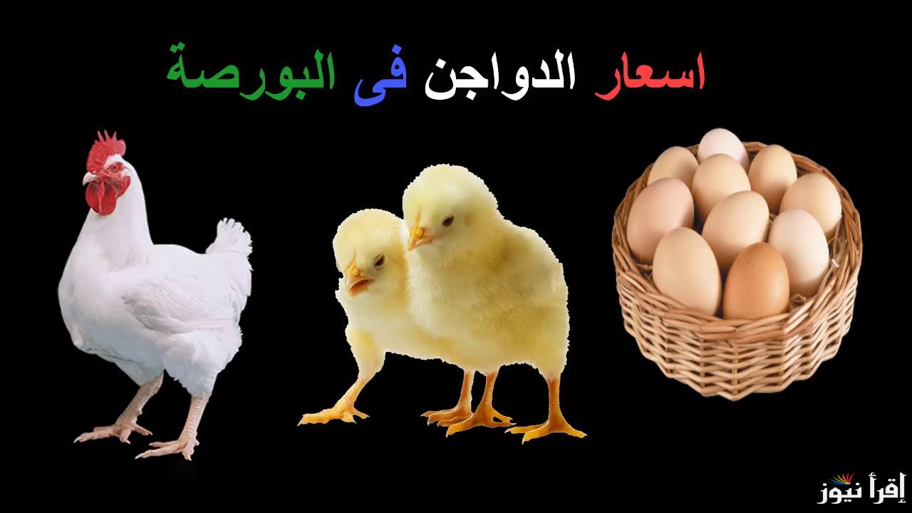 أشتري وربيها قبل رمضان .. بورصة الدواجن اليوم أسعار الفراخ البيضاء الخميس 20 فبراير 2025 في مصر