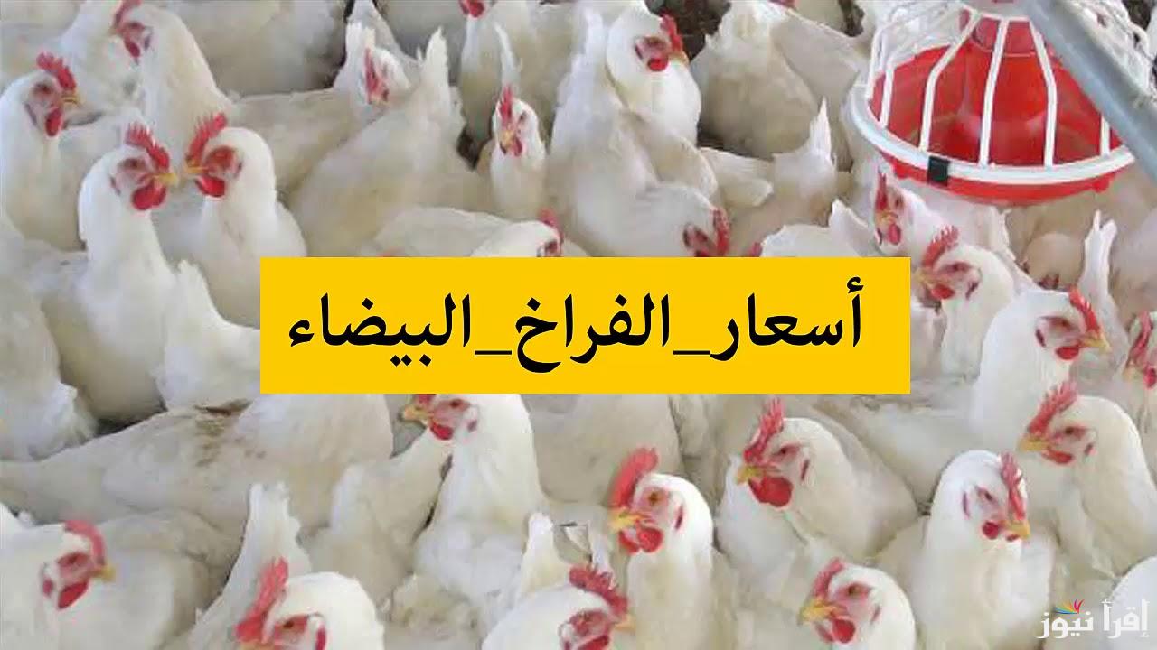 بكام الكيلو البلدي؟ بورصة الدواجن اليوم أسعار الفراخ البيضاء الأحد 16 فبراير 2025 ومفاجأة في الطريق للمستهلك