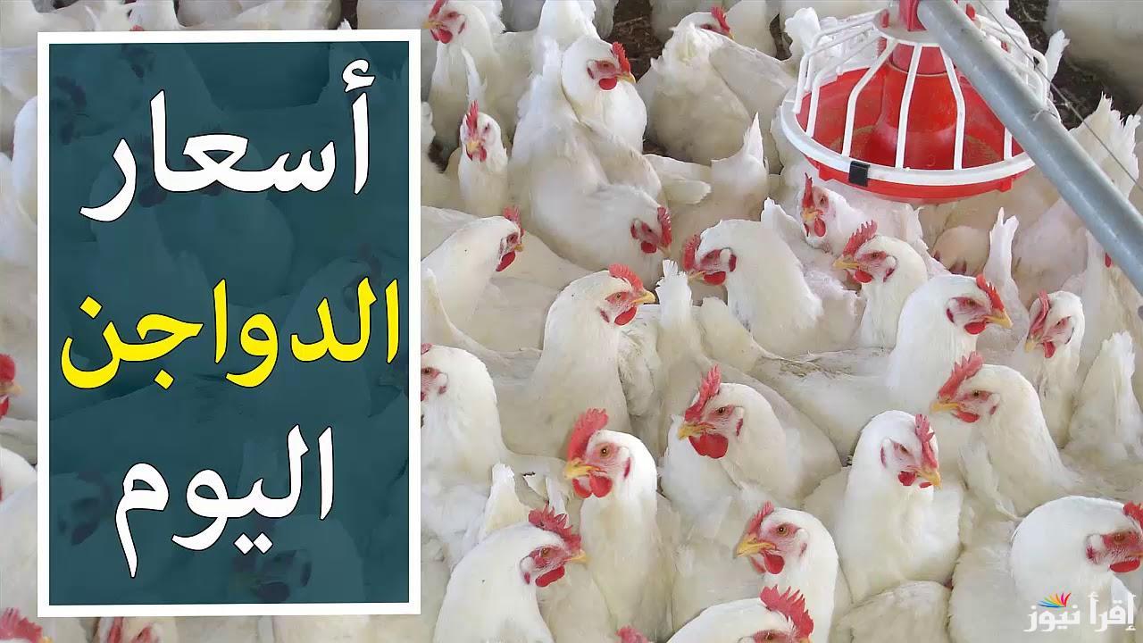 ترقب بورصة الدواجن اليوم أسعار الفراخ البيضاء اليوم الجمعة 28 فبراير 2025 وفقاً للتعاملات الاخيره