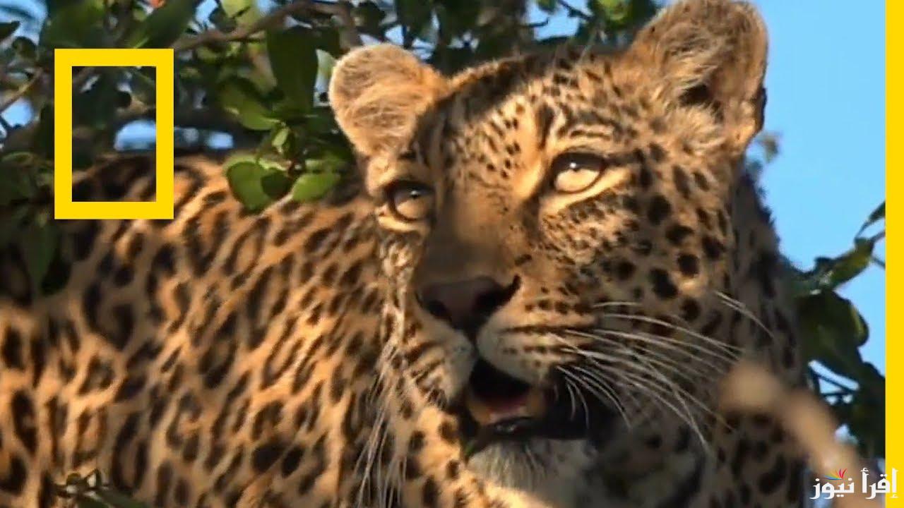 تردد قناة ناشيونال جيوغرافيك National Geographic على النايل والعرب سات والاستمتاع بمغامرات الحيوانات