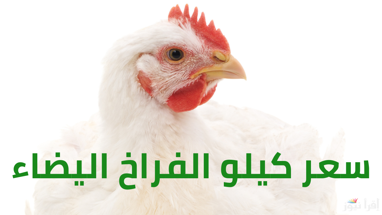 أرقام جديدة ومفاجئة قبل رمضان.. سعر كيلو الفراخ البيضاء اليوم في المزارع المصرية لعام 2025
