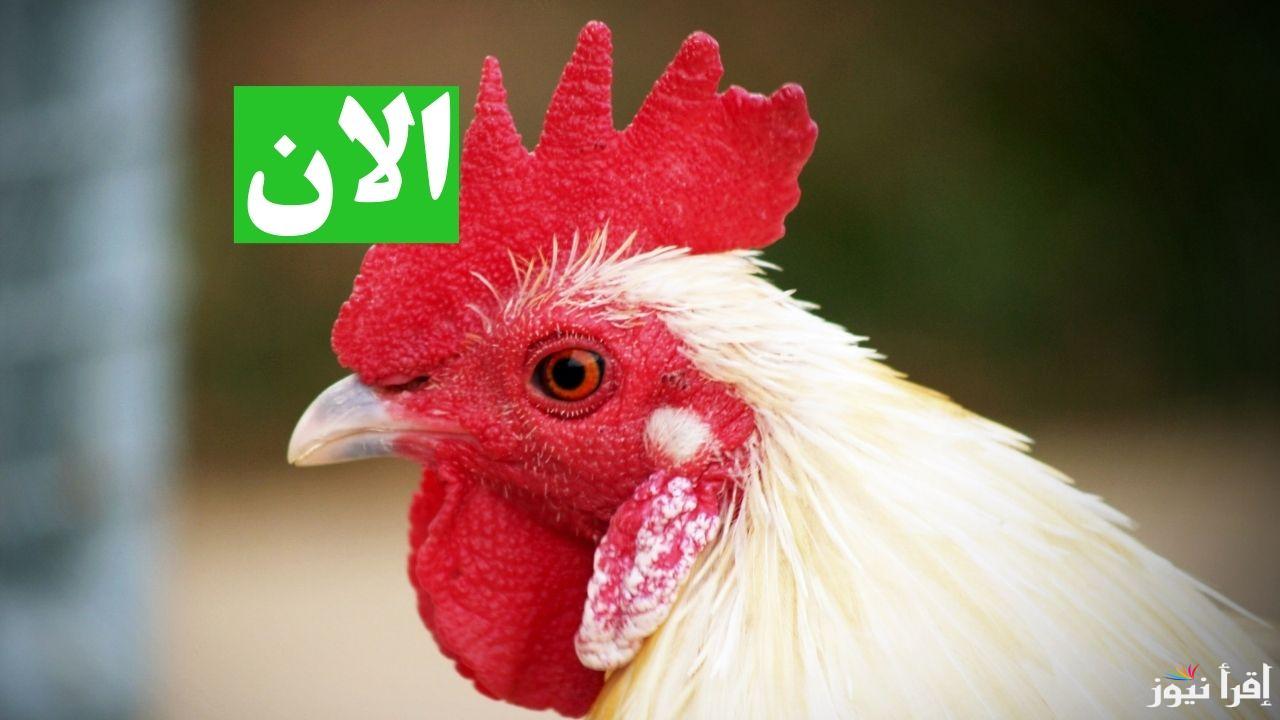 هتشتري ولا هتربي في رمضان.. سعر كيلو الفراخ البيضاء اليوم في المزارع الجمعة 14 فبراير 2025